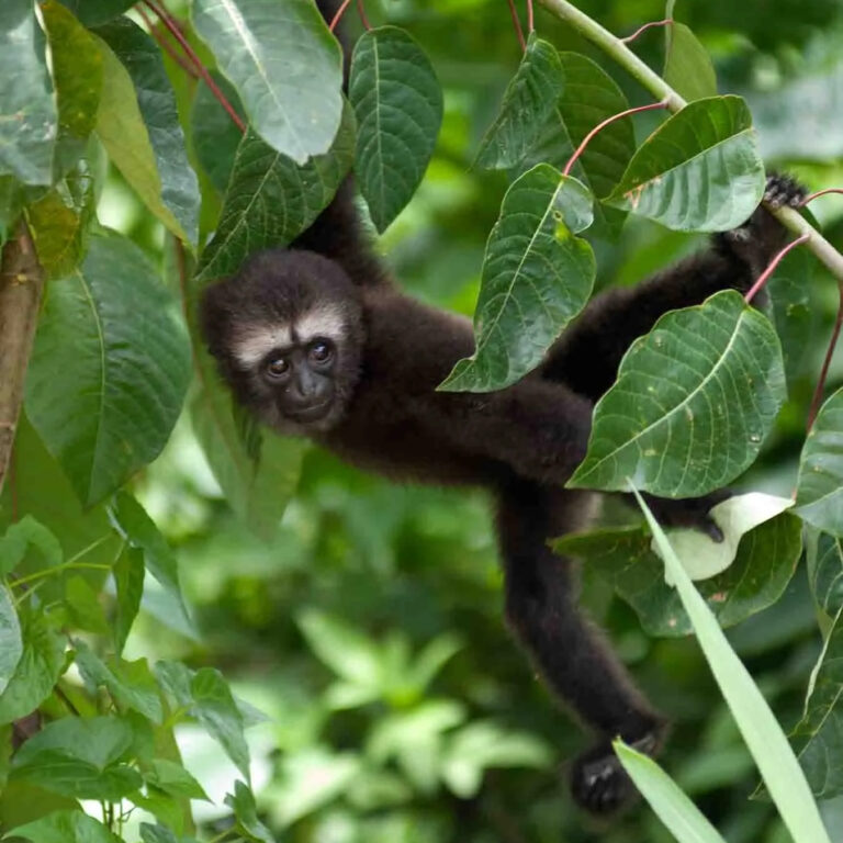 Hoolock Gibbon in Itanagar Zoo